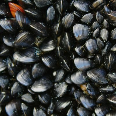 El procesamiento y el transporte disparan la huella climática del mejillón en España