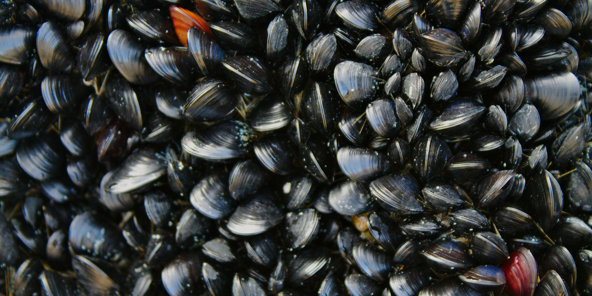 La huella de carbono del consumo de mejillón: ¿Cuál es el verdadero impacto ambiental de comer mejillones?