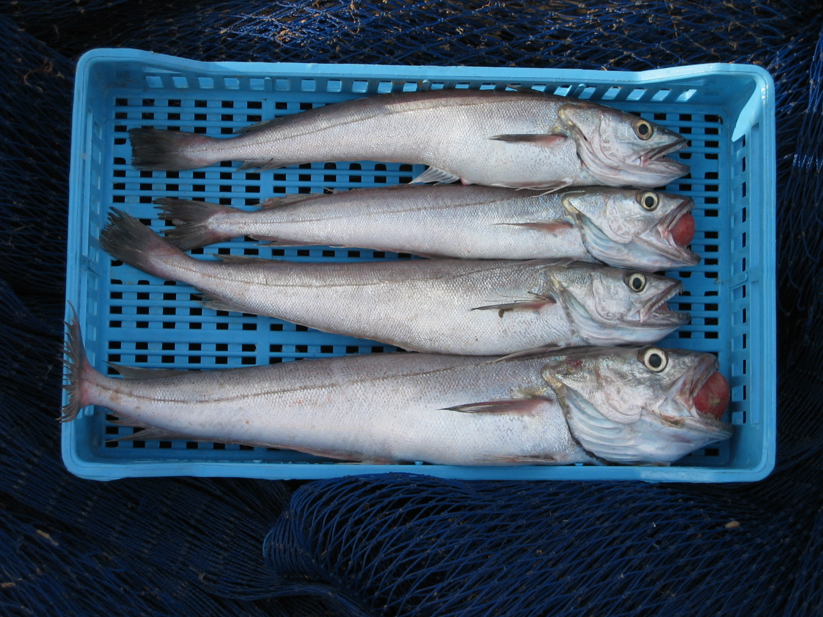 caja de merluzas recién pescadas