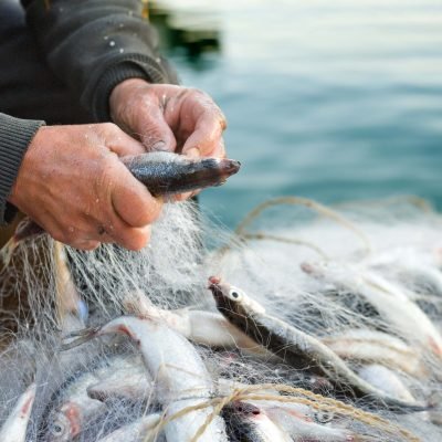 Manos de pescador tradicional