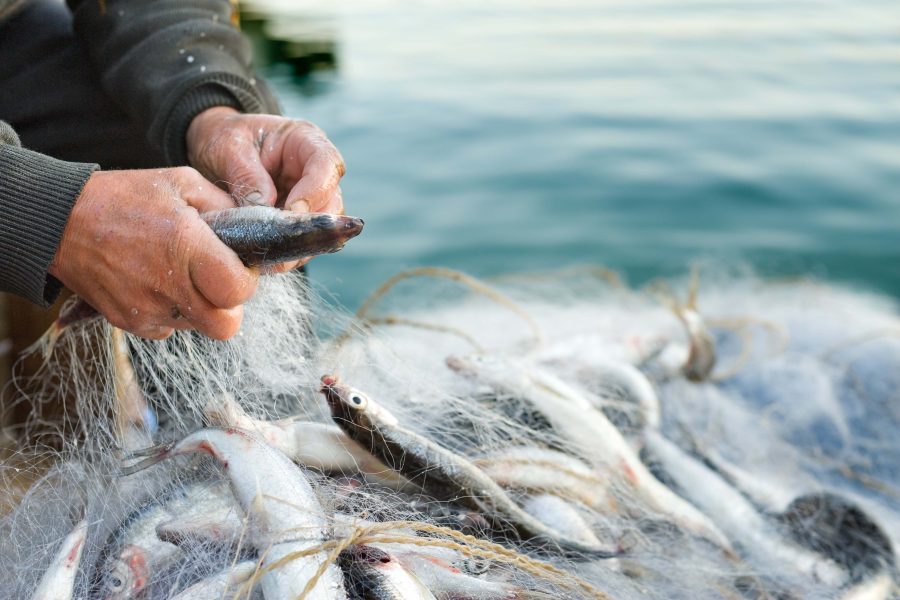 Manos de pescador tradicional