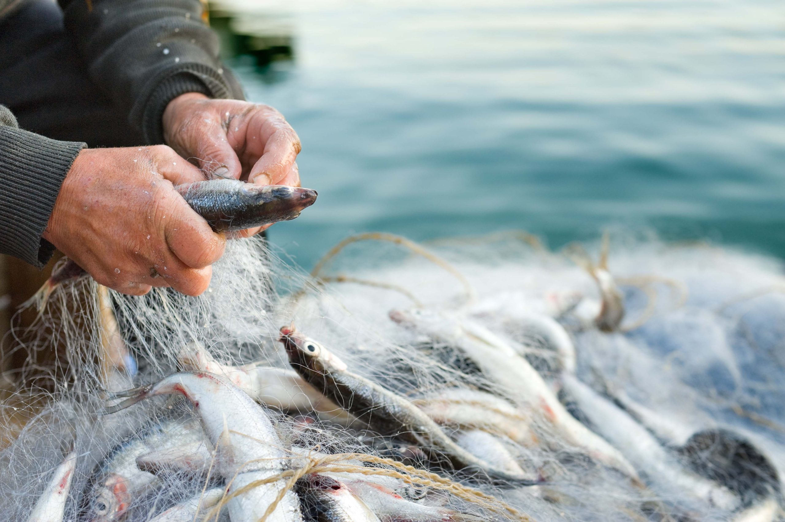 Manos de pescador tradicional