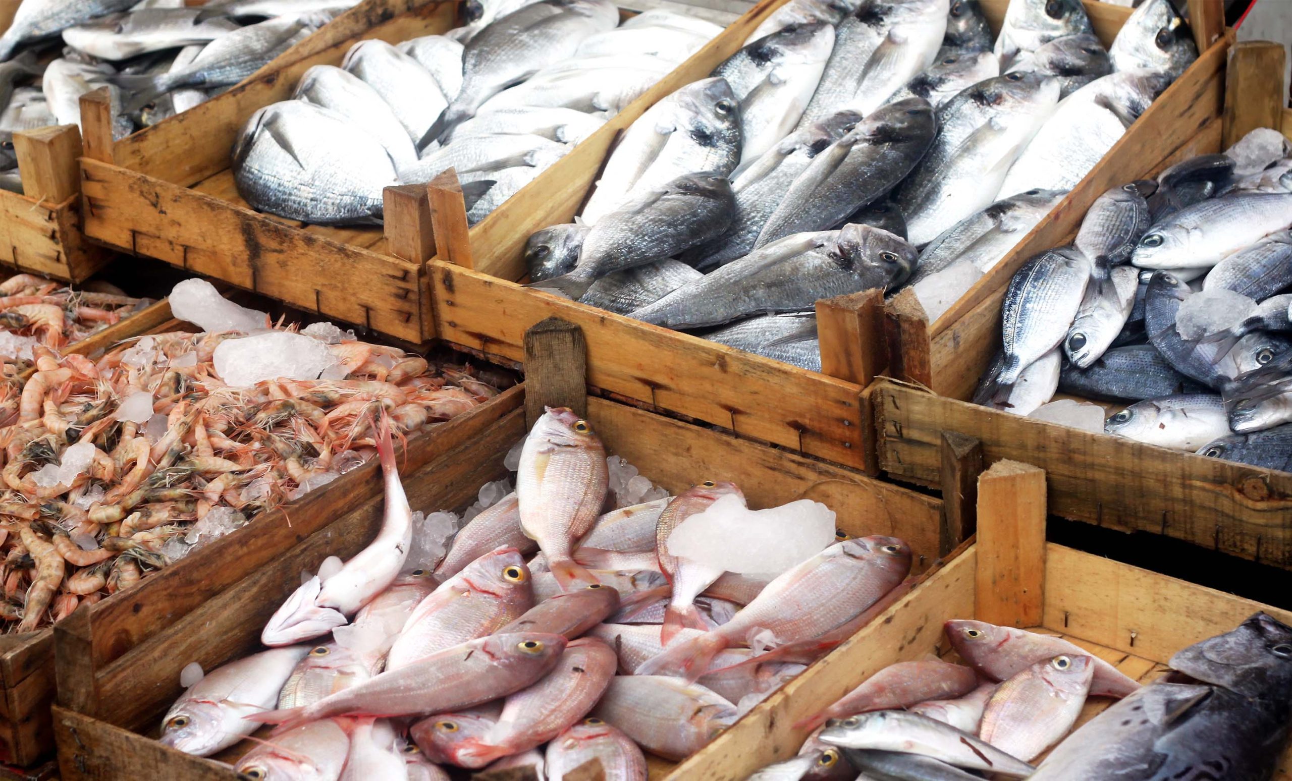 Sembrando iniciativas con potencial transformador en el sector pesquero y la cadena agroalimentaria de la pesca