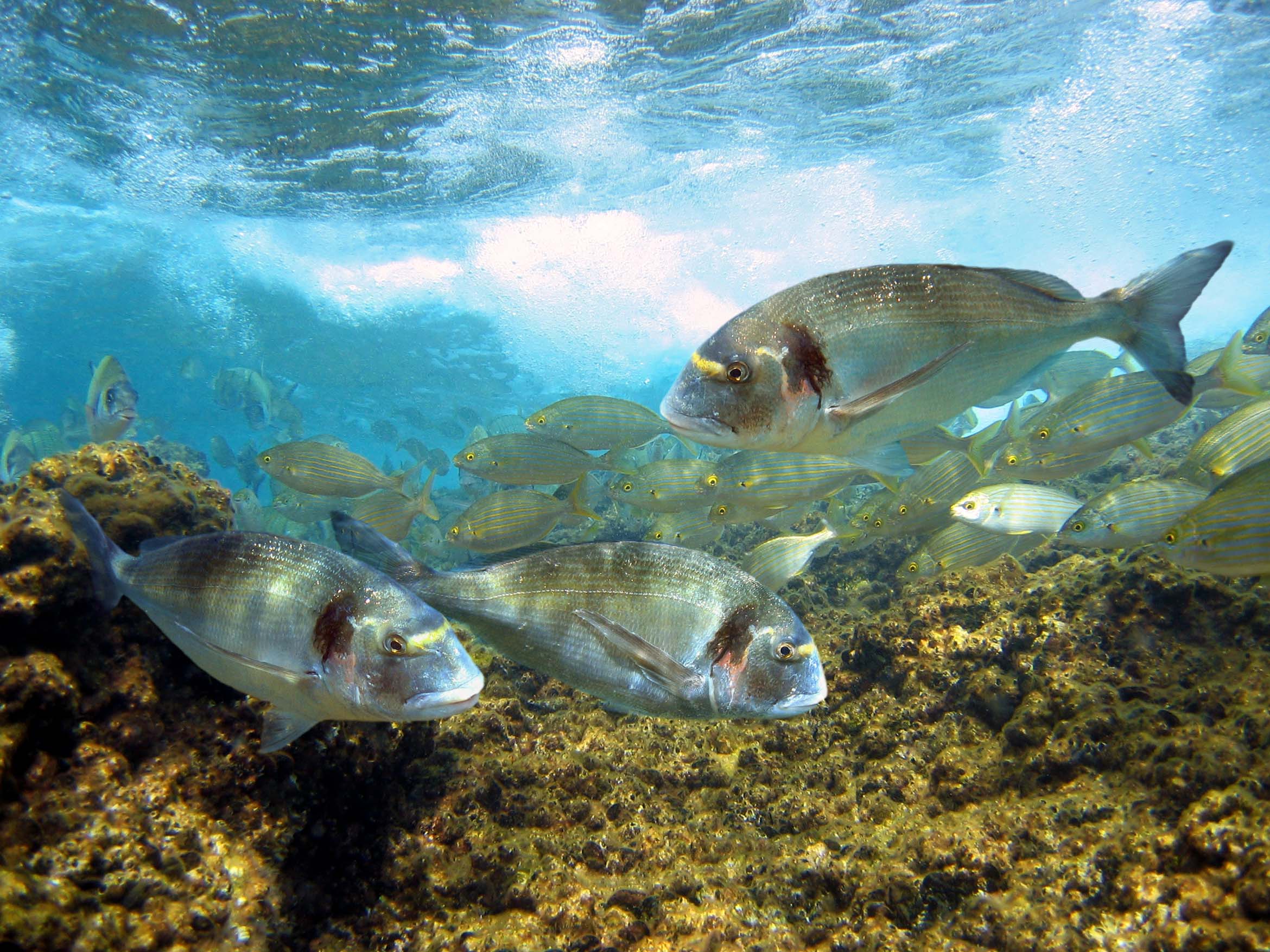 Pesca sostenible - banco de doradas