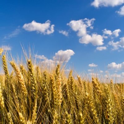 campo de trigo