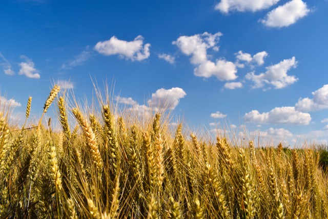 campo de trigo