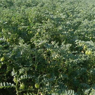 Living Labs europeos refuerzan su colaboración para impulsar la agroecología
