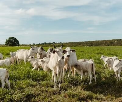 Las ventajas de recuperar la producción y consumo de caprino y ovino