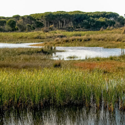 ImpulsaEco Doñana: proyecto para la mejora ambiental del entorno