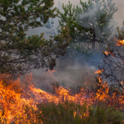 La urgencia de un modelo alimentario alternativo que combata los superincendios