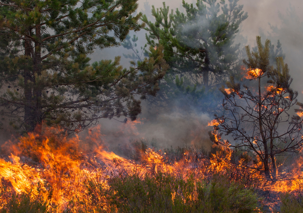 La urgencia de un modelo alimentario alternativo que combata los superincendios