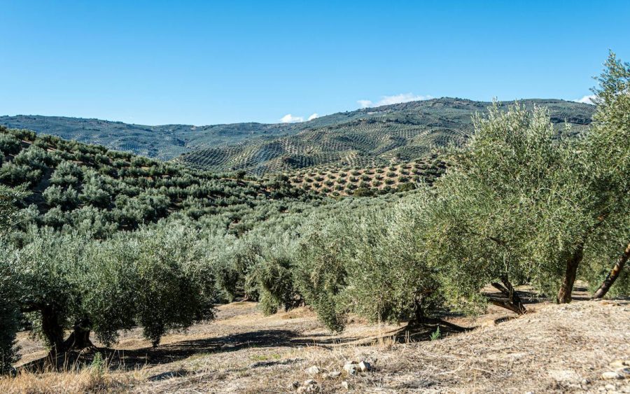 Campo olivar en Andalucía