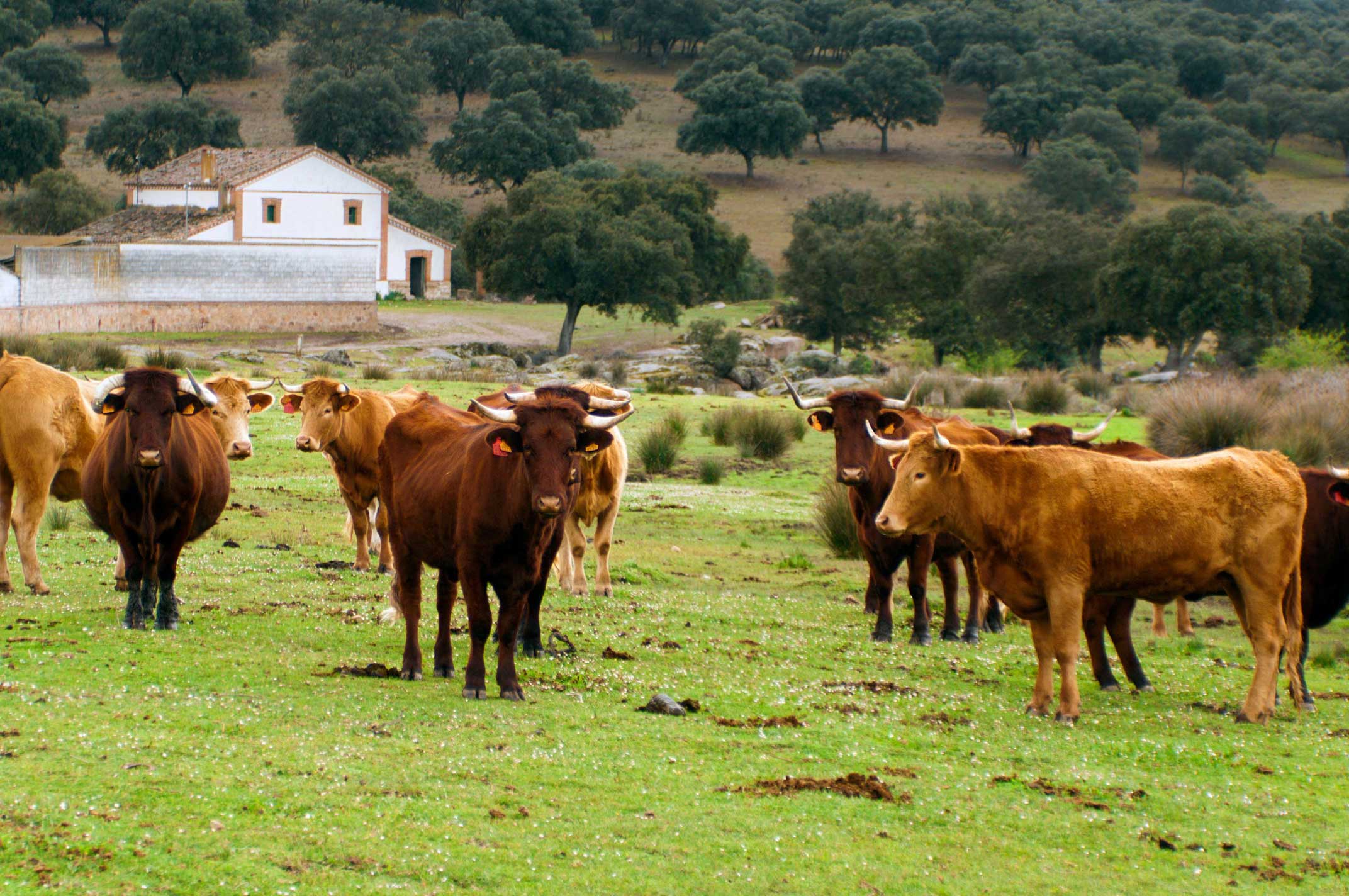 ganaderia de pastoreo ecológica mediterránea
