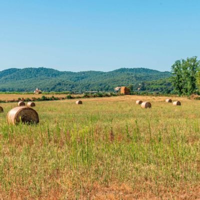 cultivo de cereales en el campo