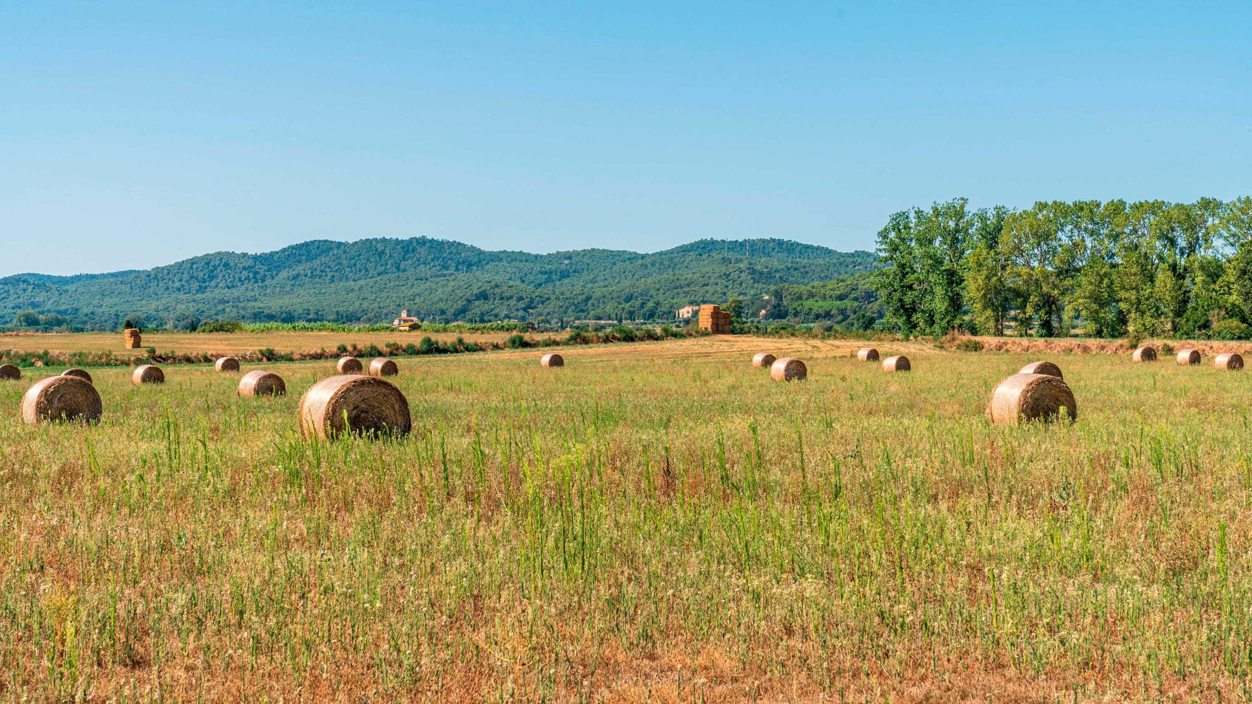 cultivo de cereales en el campo