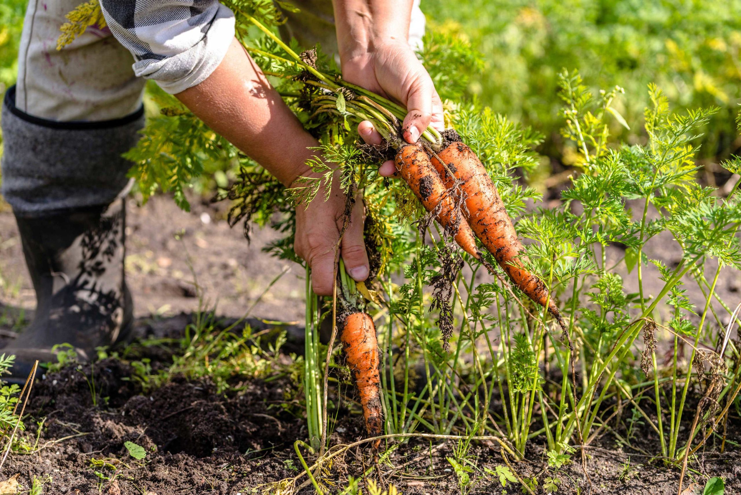 agroecologia recolectando zanahorias